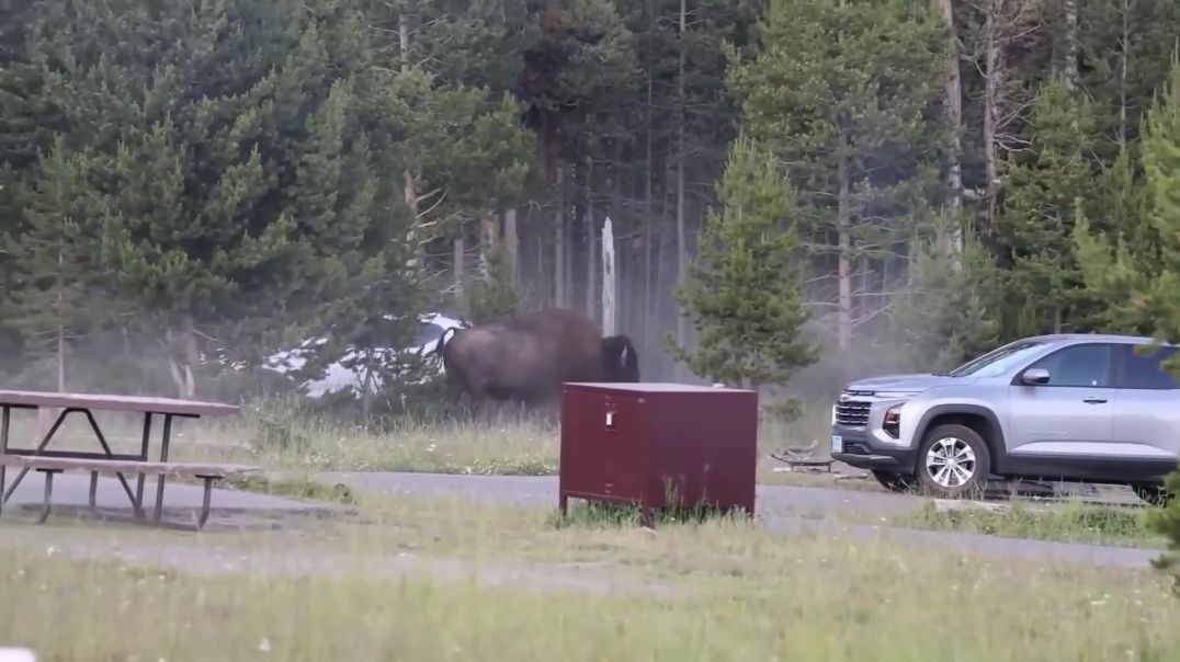 HE THOUGHT HE WAS JUST TAKING PICTURES… THEN THE BISON SAID “WATCH THIS!” 😳🦬